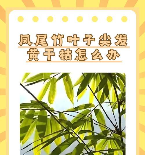 如何补救干枯的叶子？（解决叶子干枯问题的有效方法）-第3张图片-绿意生活