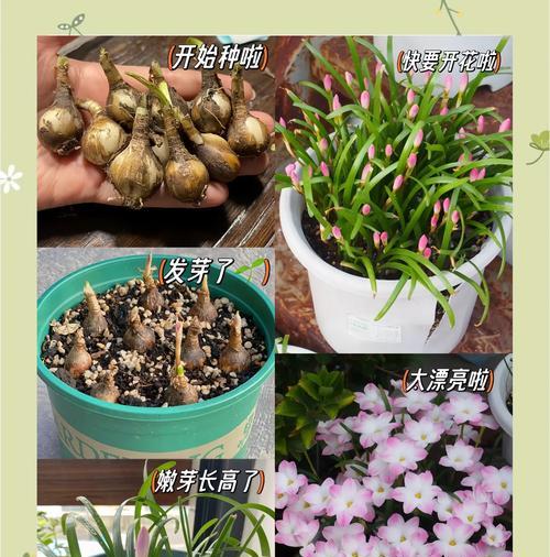 风雨兰怎么浇水？（多久浇一次？）-第1张图片-绿意生活
