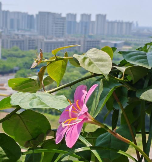 风雨兰怎么浇水？（多久浇一次？）-第2张图片-绿意生活