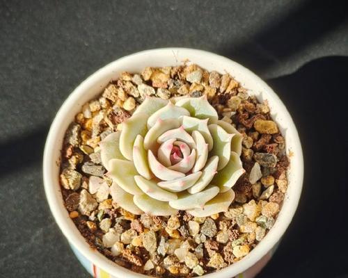 夏季养护指南-第3张图片-绿意生活
