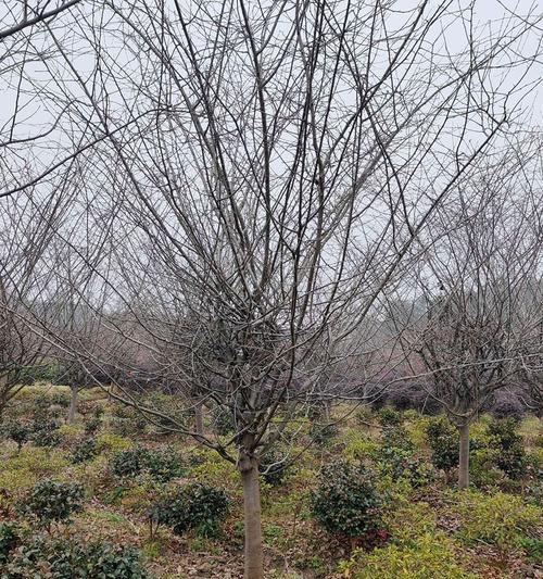 西府海棠养殖全攻略（打造美丽花园的首选之花）-第3张图片-绿意生活