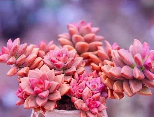 姬胧月夏天养护大全（打造最美的夏季庭院，护好姬胧月花）-第2张图片-绿意生活