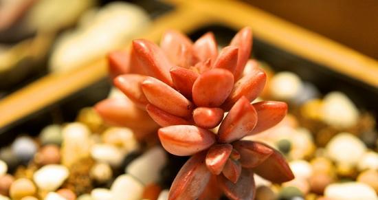 姬胧月夏天养护大全（打造最美的夏季庭院，护好姬胧月花）-第3张图片-绿意生活