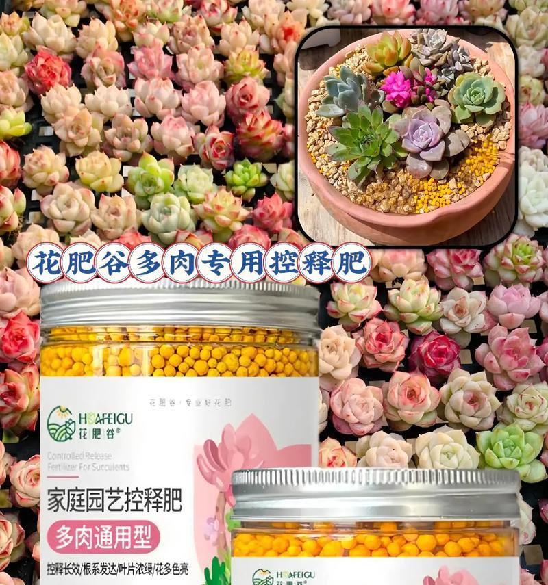 多肉植物肥料的自制方法（用自制肥料为多肉植物提供营养，打造繁茂多肉园）-第1张图片-绿意生活
