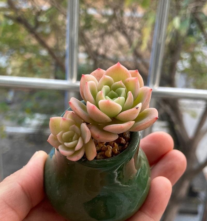 三色堇叶片尖端枯黄的原因及处理方法（揭秘三色堇叶片尖端枯黄的真相，教你轻松解决植物问题）-第1张图片-绿意生活