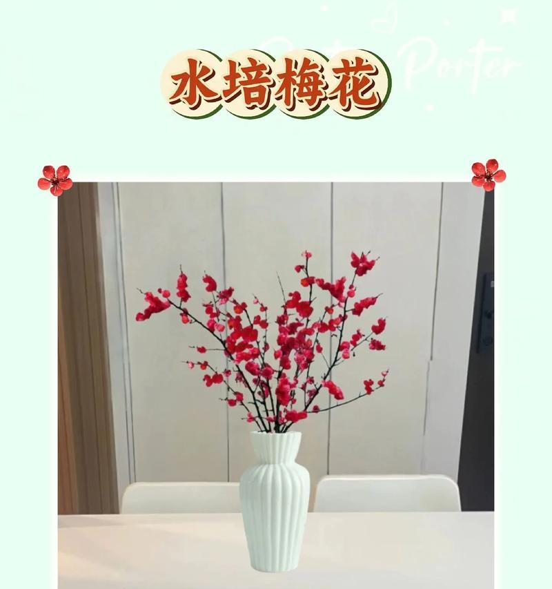 相思梅鲜切花的养护与繁衍（了解相思梅鲜切花的养护要点，让它在你家绽放绚丽的芬芳）-第2张图片-绿意生活