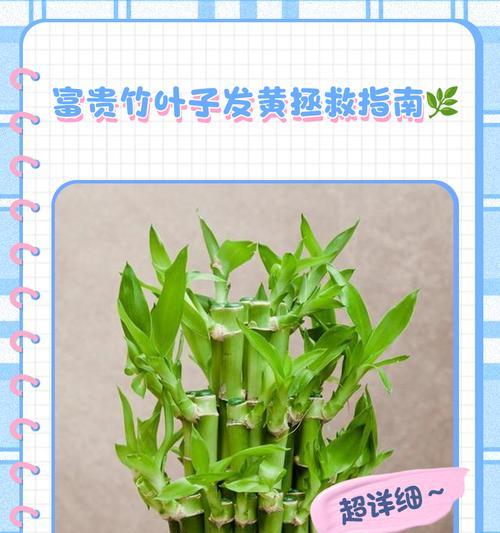 棕竹叶子发黄的原因及处理方法（了解棕竹叶子发黄的原因并采取适当措施加以修复）-第2张图片-绿意生活