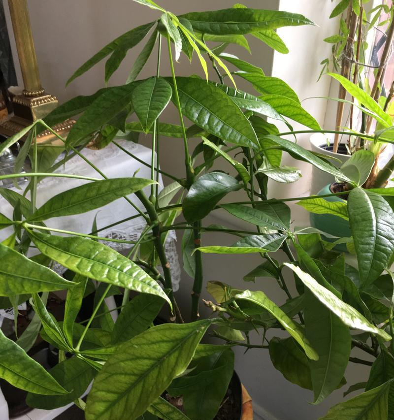 发财树剪枝后的护理与处理（提升财运的关键在于正确的修剪与养护）-第1张图片-绿意生活