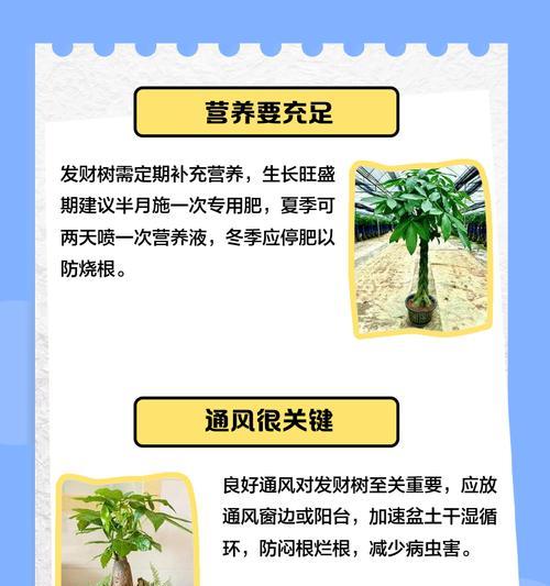 发财树剪枝后的护理与处理（提升财运的关键在于正确的修剪与养护）-第3张图片-绿意生活