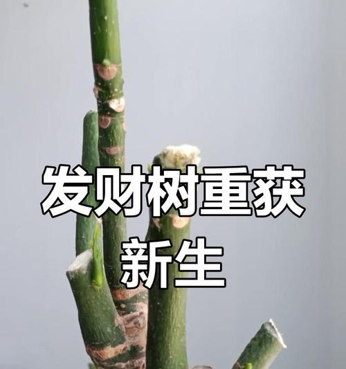 发财树剪枝后的护理与处理（提升财运的关键在于正确的修剪与养护）-第2张图片-绿意生活