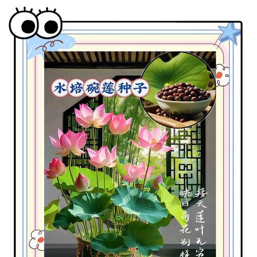 荷花种子的培养方法（从种子到美丽盛放，让荷花点亮你的花园）-第1张图片-绿意生活