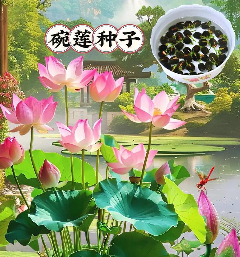 荷花种子的培养方法（从种子到美丽盛放，让荷花点亮你的花园）-第2张图片-绿意生活