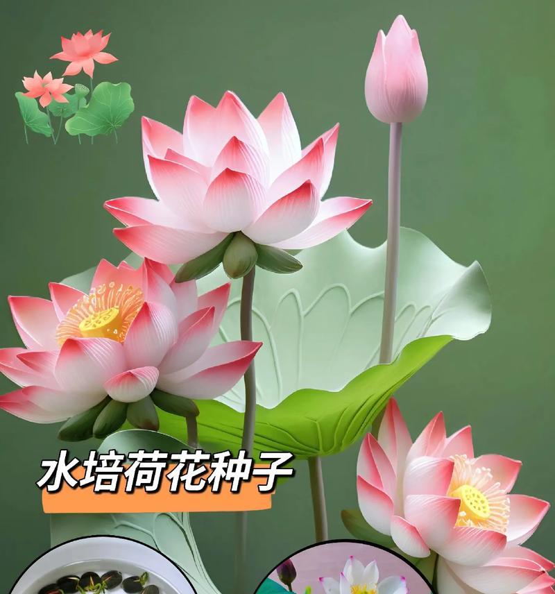荷花种子的培养方法（从种子到美丽盛放，让荷花点亮你的花园）-第3张图片-绿意生活