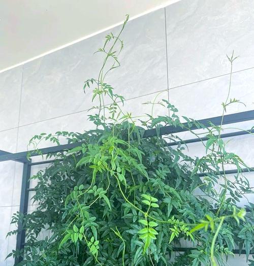素馨花开花期及养护知识（一年开花数次，亦可常开，保护有技巧）-第2张图片-绿意生活