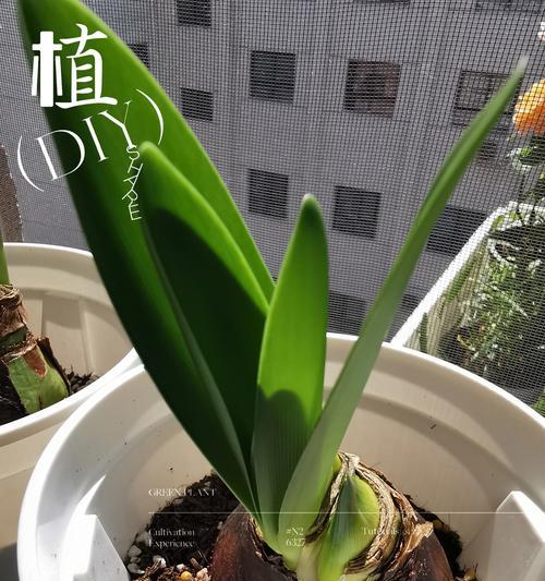 培养朱顶红缩球的技巧与方法（室内种植专家分享）-第2张图片-绿意生活