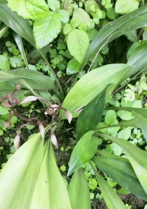 兔耳叶片的细窄现象及原因分析（探究兔耳叶片变细窄的原因及影响）-第1张图片-绿意生活