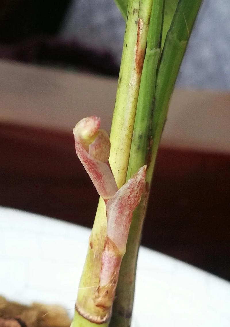 兔耳叶片的细窄现象及原因分析（探究兔耳叶片变细窄的原因及影响）-第2张图片-绿意生活