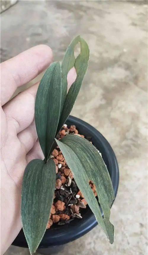 兔耳叶片的细窄现象及原因分析（探究兔耳叶片变细窄的原因及影响）-第3张图片-绿意生活