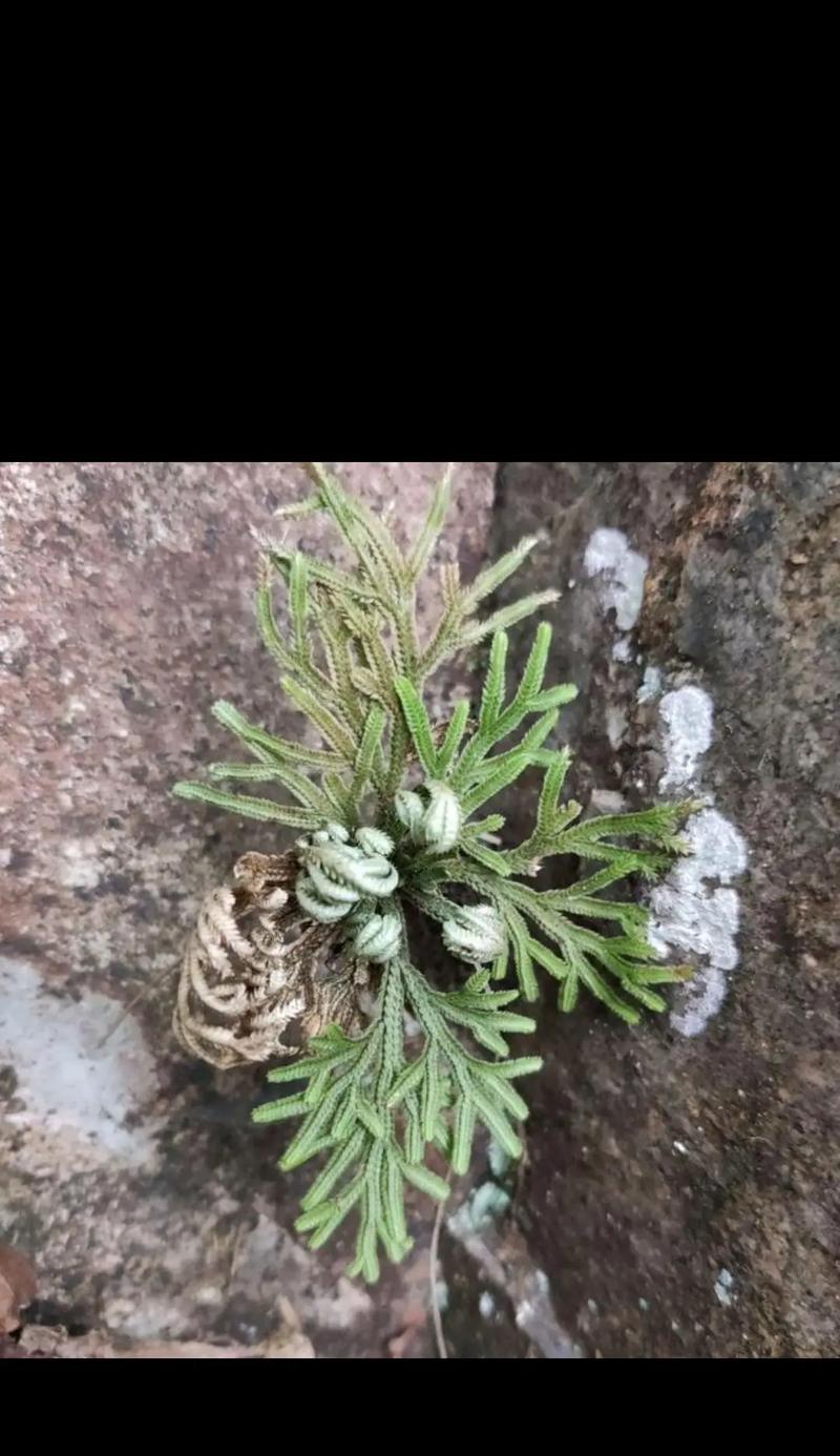 还魂草——神奇的自然草药（功效作用、食用方法及注意事项）-第2张图片-绿意生活