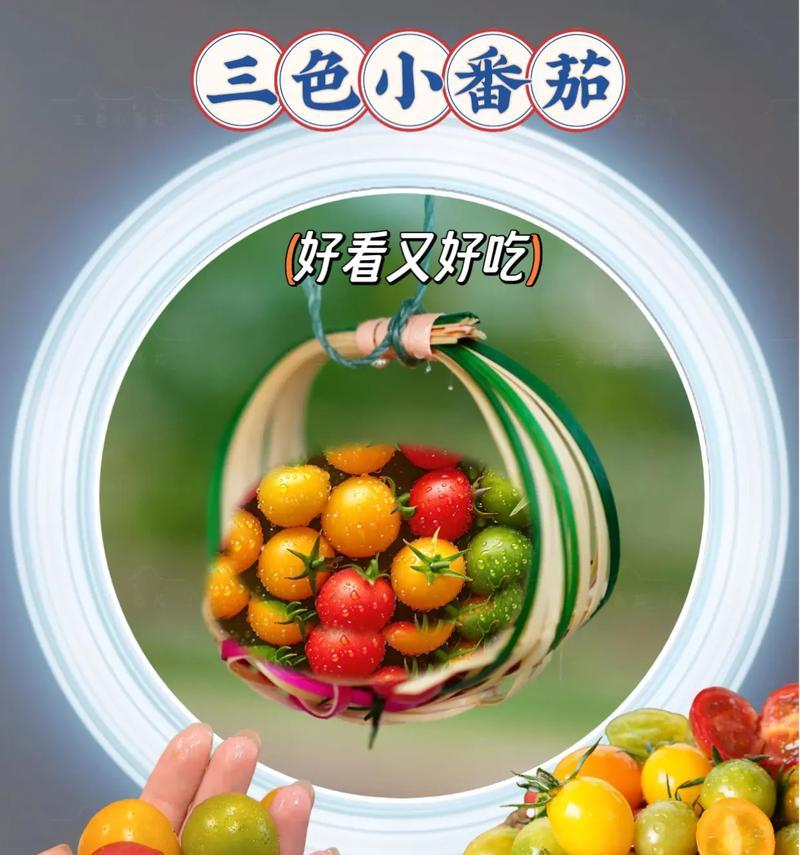 如何正确打顶圣女果？（打顶时间和方法步骤详解）-第1张图片-绿意生活