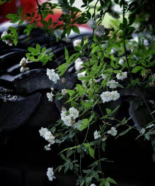木香花为什么在冬天落叶？（解密木香花的落叶现象，探究其生命特性）-第1张图片-绿意生活