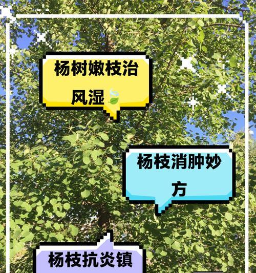 杨树病害的治疗方法及预防措施（保护森林资源，防治杨树病害，）-第3张图片-绿意生活