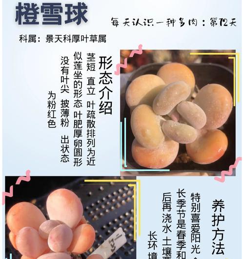 多肉珍珠橙的保存技巧（如何正确保存多肉珍珠橙让其保持健康生长）-第3张图片-绿意生活