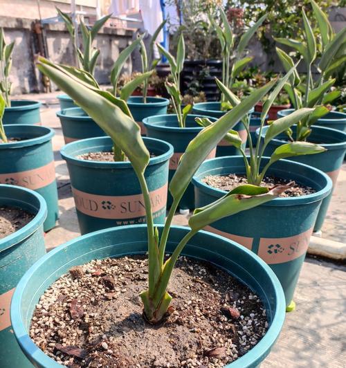 鹤望兰中间芽断了如何修复（保护植物，拯救鹤望兰）-第1张图片-绿意生活