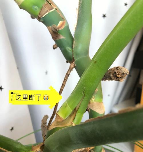 鹤望兰中间芽断了如何修复（保护植物，拯救鹤望兰）-第3张图片-绿意生活