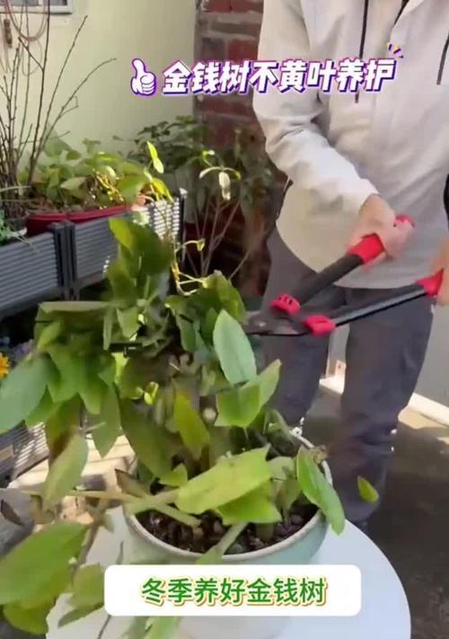 水培金钱树施肥技巧大揭秘（以水培方式种植金钱树的正确施肥方法）-第3张图片-绿意生活