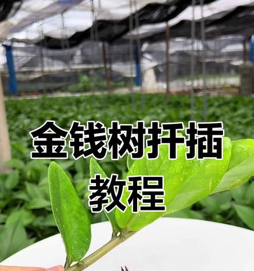 水培金钱树施肥技巧大揭秘（以水培方式种植金钱树的正确施肥方法）-第2张图片-绿意生活