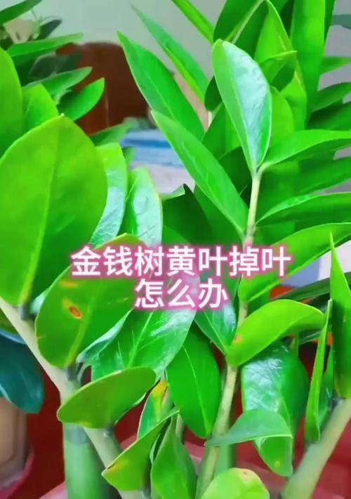 寒冬来临，金钱木叶子黄了怎么办？（寒冬养护秘籍解密，让金钱木恢复生机！）-第2张图片-绿意生活
