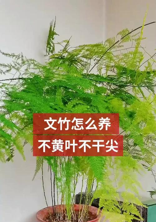 家里不能养竹子的原因（深入探究竹子生长的特点和家居环境的关系）-第3张图片-绿意生活