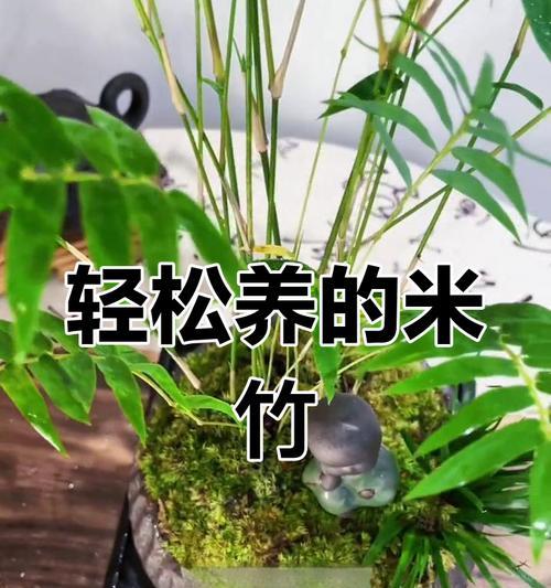 家里不能养竹子的原因（深入探究竹子生长的特点和家居环境的关系）-第2张图片-绿意生活