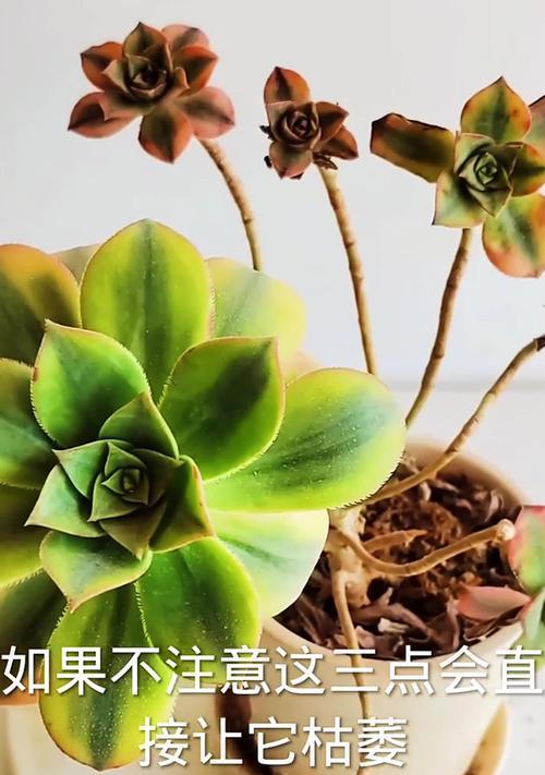 水培法师的养殖方法及技巧（简单易行的水培法师养殖方法）-第3张图片-绿意生活