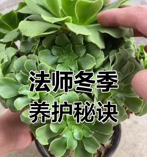 水培法师的养殖方法及技巧（简单易行的水培法师养殖方法）-第2张图片-绿意生活