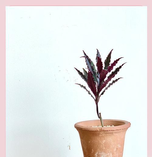如何正确养护紫金牛花，让其绽放夺目（紫金牛花养护秘籍，让您的花园焕发魅力）-第1张图片-绿意生活