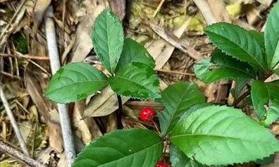 如何正确养护紫金牛花，让其绽放夺目（紫金牛花养护秘籍，让您的花园焕发魅力）-第3张图片-绿意生活