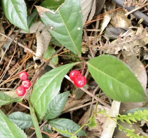 如何正确养护紫金牛花，让其绽放夺目（紫金牛花养护秘籍，让您的花园焕发魅力）-第2张图片-绿意生活