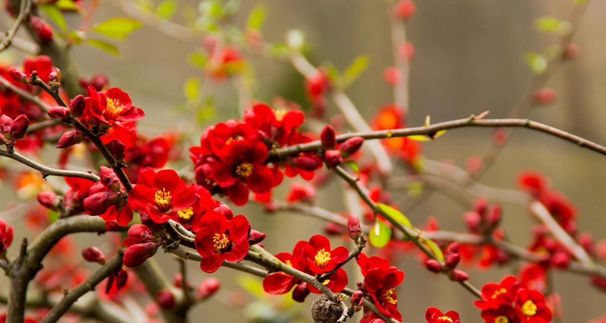 红梅花种植方法与注意事项（如何成功种植红梅花？种植红梅花的关键步骤和要点）-第1张图片-绿意生活