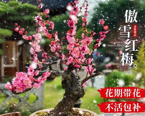 红梅花种植方法与注意事项（如何成功种植红梅花？种植红梅花的关键步骤和要点）-第3张图片-绿意生活