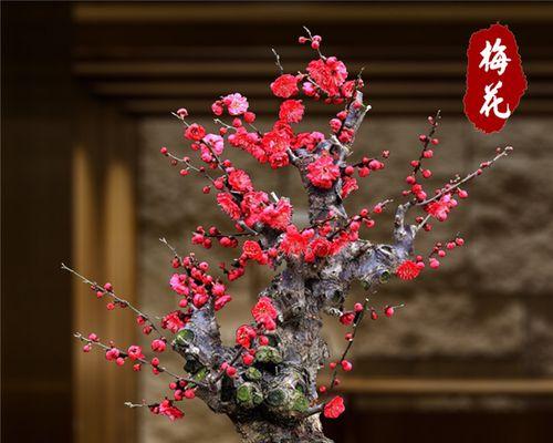 红梅花种植方法与注意事项（如何成功种植红梅花？种植红梅花的关键步骤和要点）-第2张图片-绿意生活