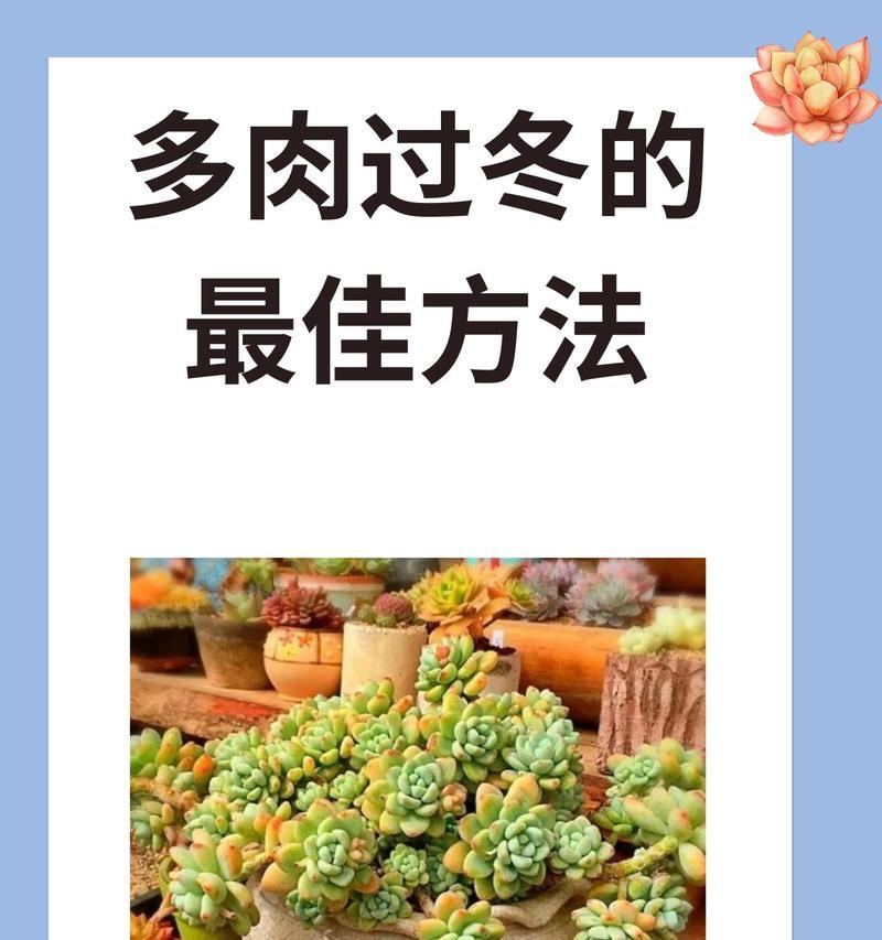 如何保护绿蔷薇多肉在寒冷冬天（科学养护，让绿蔷薇多肉安度严寒）-第3张图片-绿意生活