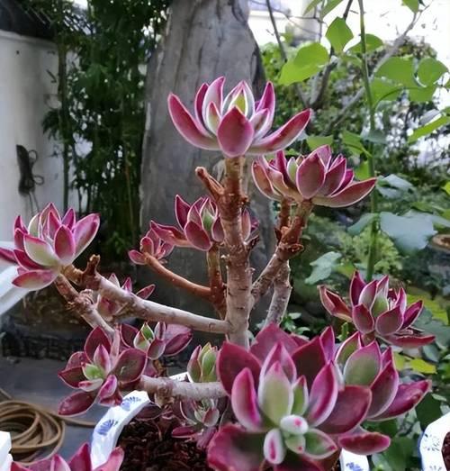 锦晃星老桩的养护方法（打造美丽庭院，从锦晃星老桩开始）-第1张图片-绿意生活