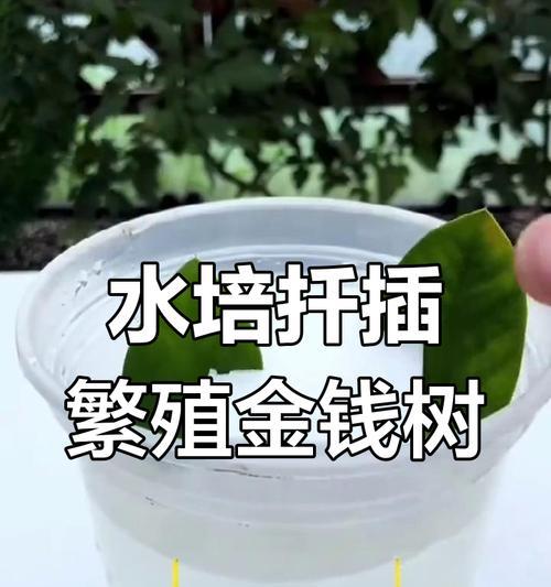 冬天如何繁殖金钱树（冬季金钱树繁殖技巧及注意事项）-第1张图片-绿意生活