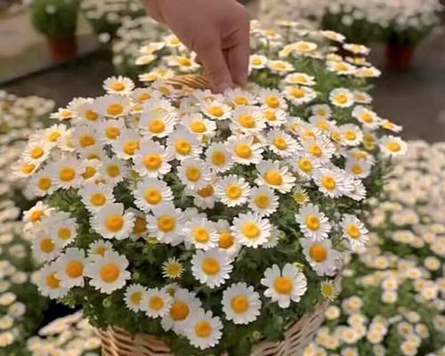 进口雏菊的养殖技巧（打造精致花园的秘密武器）-第1张图片-绿意生活