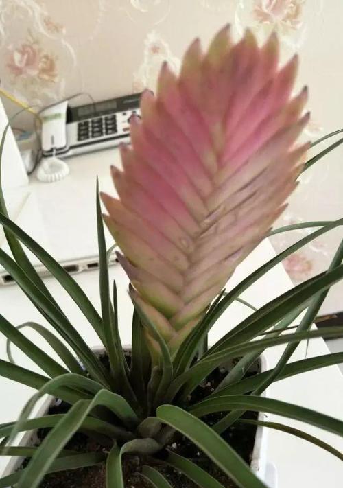 铁兰开花的时机（探究铁兰何时长花苞，让它更美丽）-第2张图片-绿意生活