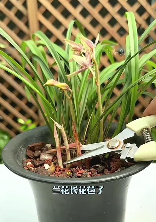 铁兰开花的时机（探究铁兰何时长花苞，让它更美丽）-第3张图片-绿意生活