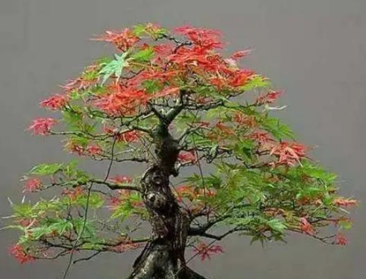 红枫盆景养护指南（打造迷人盆景，关键在于细心呵护）-第1张图片-绿意生活