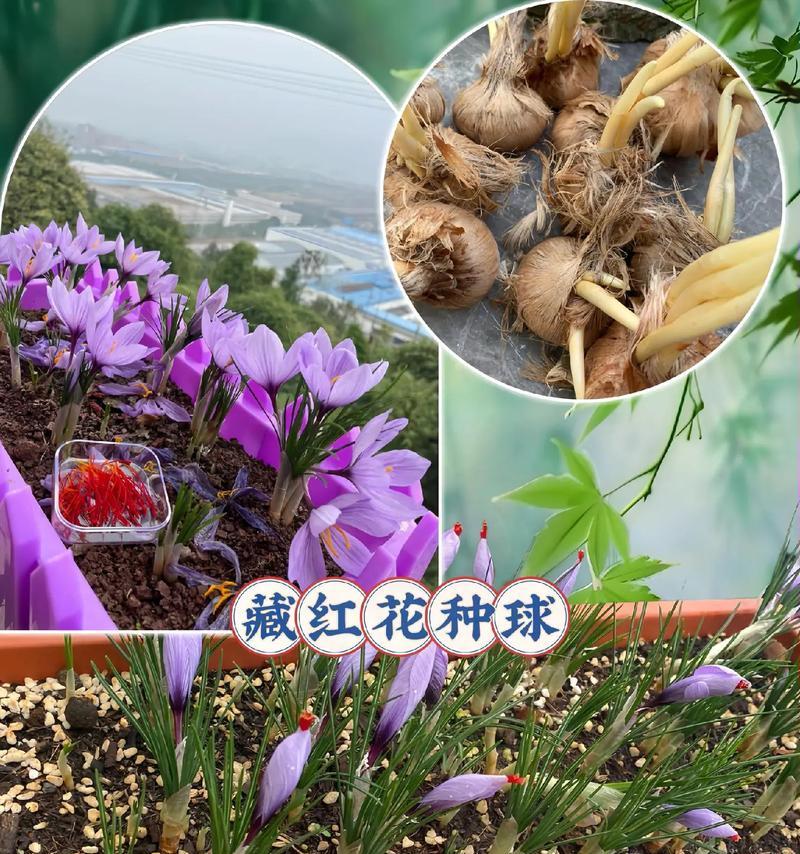 南方如何种植藏红花（掌握关键技巧，打造南方藏红花花海）-第2张图片-绿意生活